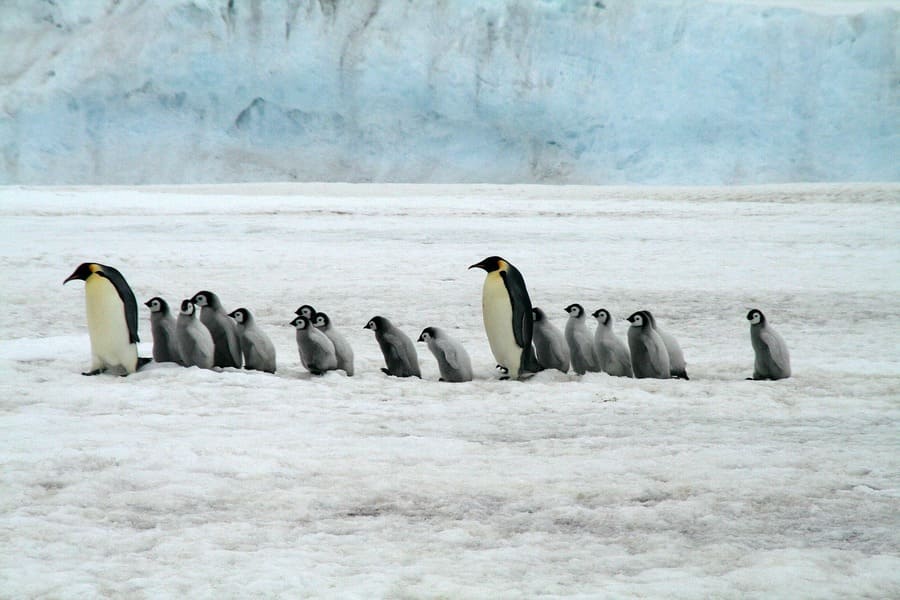 5 cose interessanti sull'Antartide