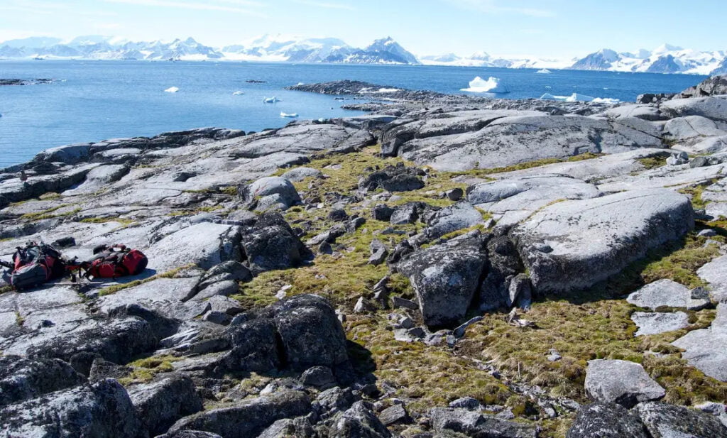 A record heat wave in Antarctica attracts invasive plant species
