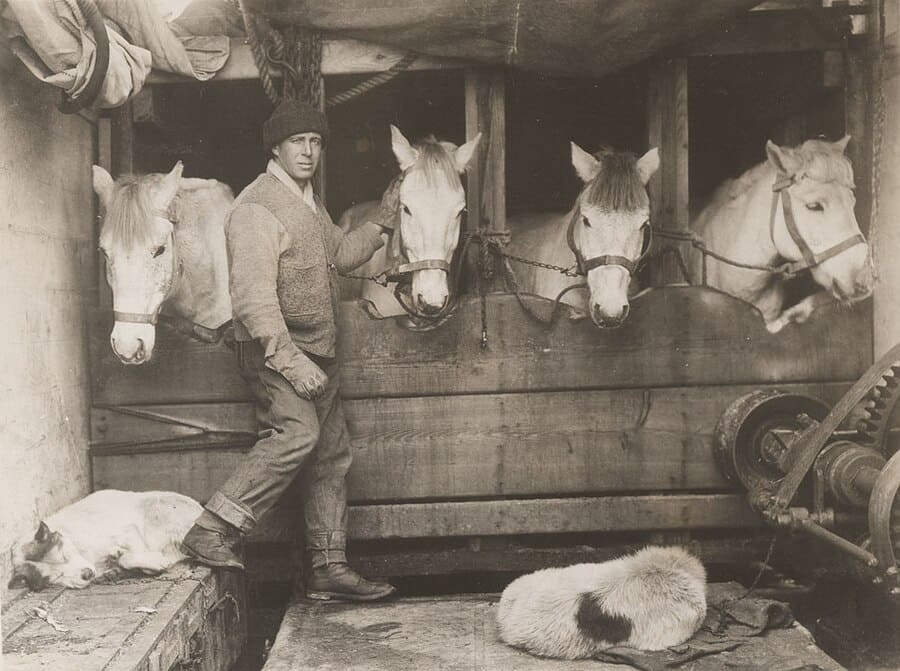 Fotos Herbert Ponting - Lawrence Oates cuida de los caballos a bordo del Terra Nova