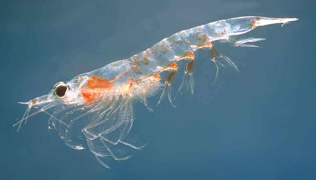 Krill en peligro de extinción