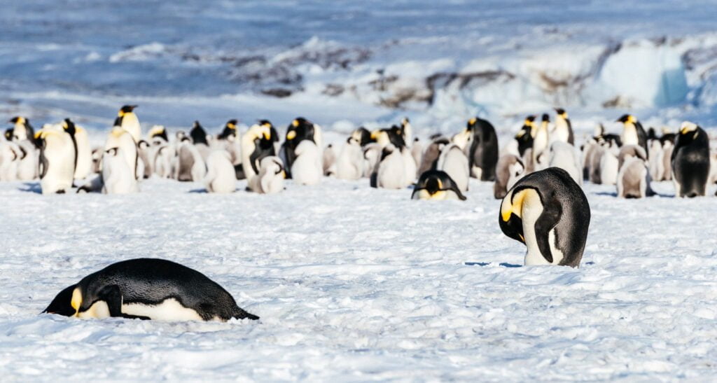 pinguino emperador en peligro de extinción